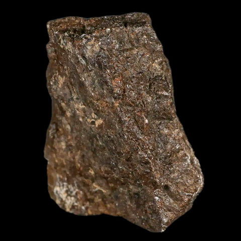 2.4" Lambeosaurus Fossil Bone Judith River FM Montana Cretaceous Dinosaur COA - Fossil Age Minerals