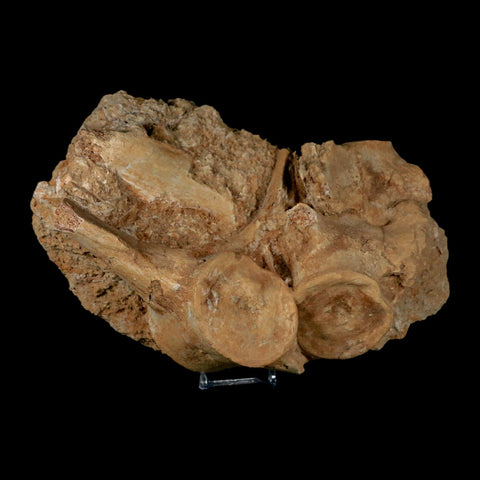 3 Three Plesiosaur Fossil Vertebrae In Matrix Cretaceous Dinosaur Era Morocco COA - Fossil Age Minerals