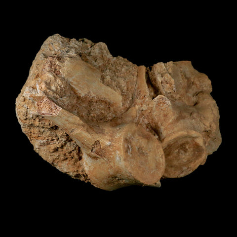 3 Three Plesiosaur Fossil Vertebrae In Matrix Cretaceous Dinosaur Era Morocco COA - Fossil Age Minerals