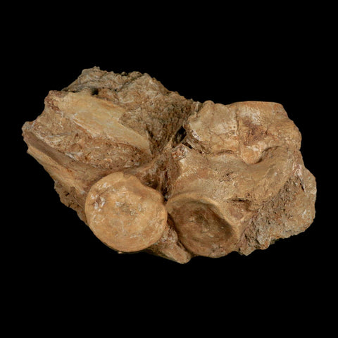 3 Three Plesiosaur Fossil Vertebrae In Matrix Cretaceous Dinosaur Era Morocco COA - Fossil Age Minerals