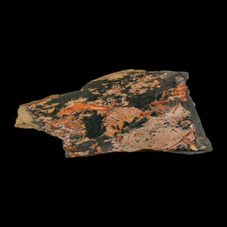 5.5" Fenestella Fossil Bryozoan Moss Animal Upper Ordovician Age Macao Portugal