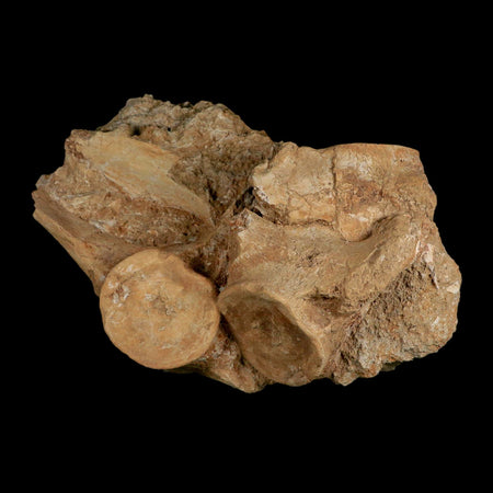 3 Three Plesiosaur Fossil Vertebrae In Matrix Cretaceous Dinosaur Era Morocco COA