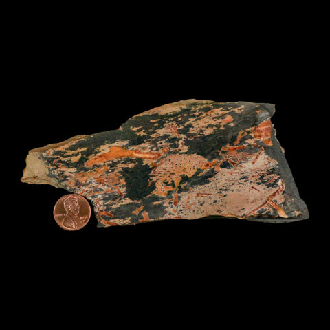 5.5" Fenestella Fossil Bryozoan Moss Animal Upper Ordovician Age Macao Portugal - Fossil Age Minerals