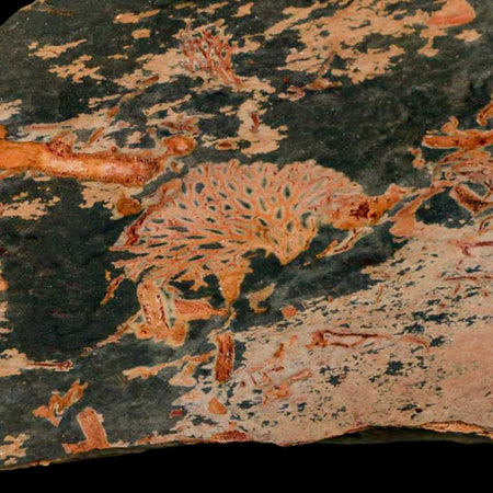 5.5" Fenestella Fossil Bryozoan Moss Animal Upper Ordovician Age Macao Portugal