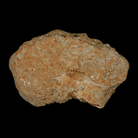 3 Three Plesiosaur Fossil Vertebrae In Matrix Cretaceous Dinosaur Era Morocco COA - Fossil Age Minerals