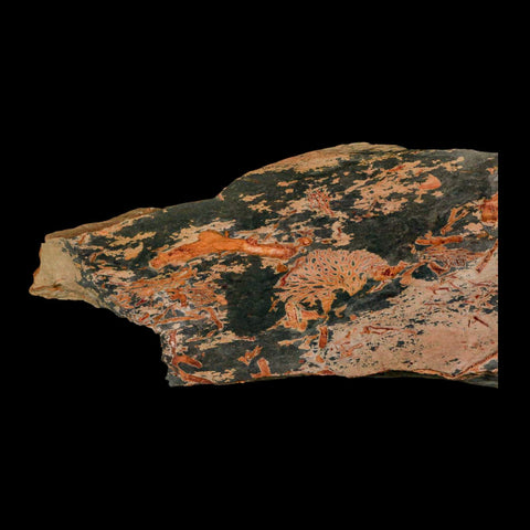 5.5" Fenestella Fossil Bryozoan Moss Animal Upper Ordovician Age Macao Portugal - Fossil Age Minerals