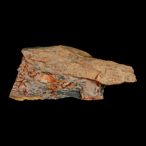 5.5" Fenestella Fossil Bryozoan Moss Animal Upper Ordovician Age Macao Portugal - Fossil Age Minerals