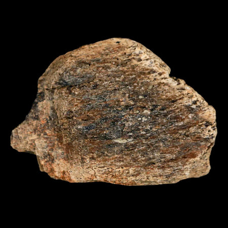 2.2" Lambeosaurus Fossil Bone Judith River FM Montana Cretaceous Dinosaur COA