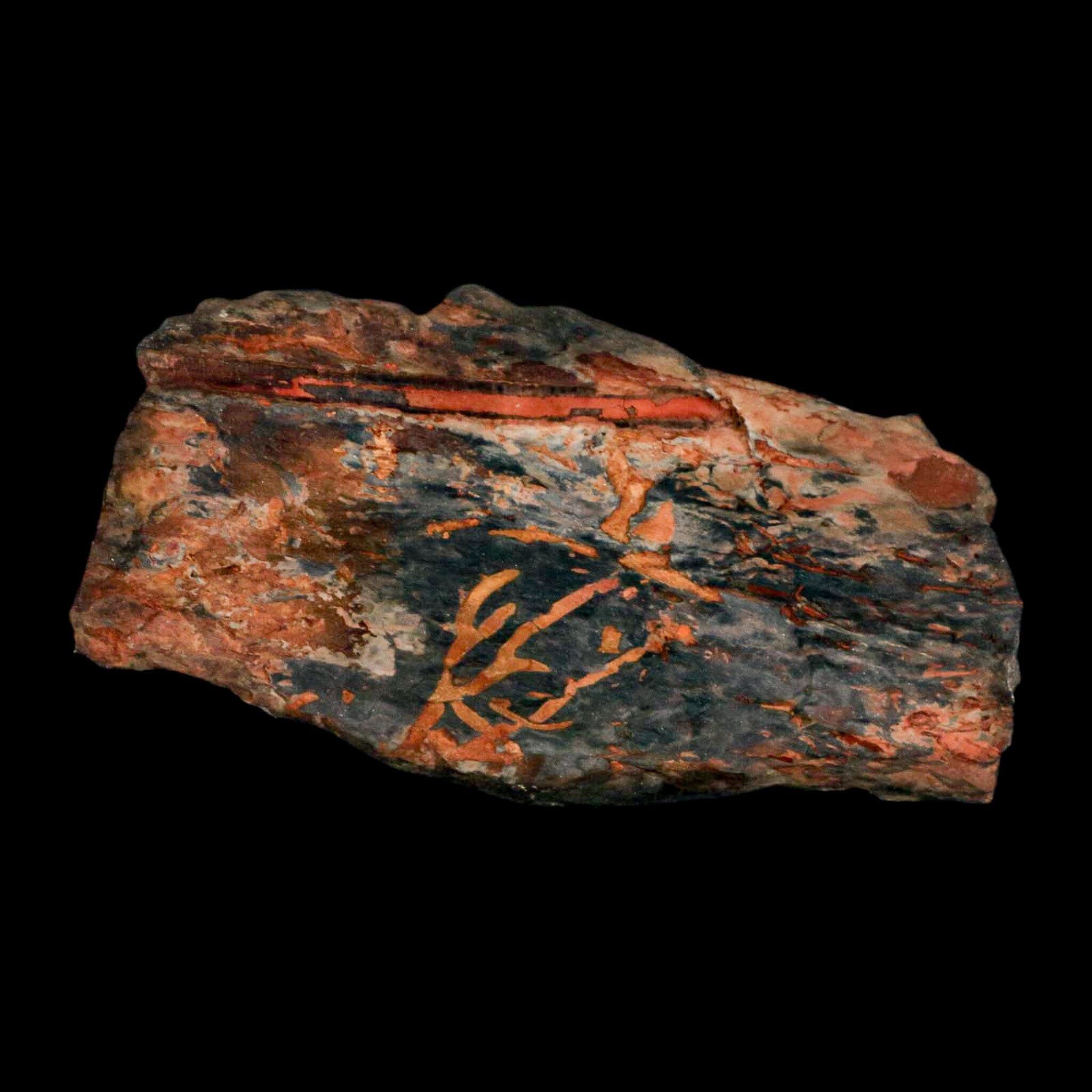 5.5" Cystoporida Fossil Bryozoan Moss Animal Upper Ordovician Age Macao Portugal - Fossil Age Minerals