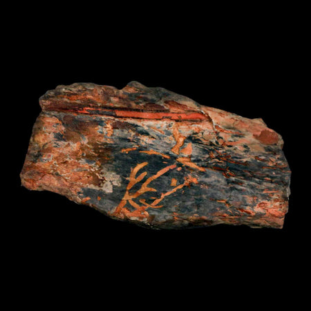 5.5" Cystoporida Fossil Bryozoan Moss Animal Upper Ordovician Age Macao Portugal