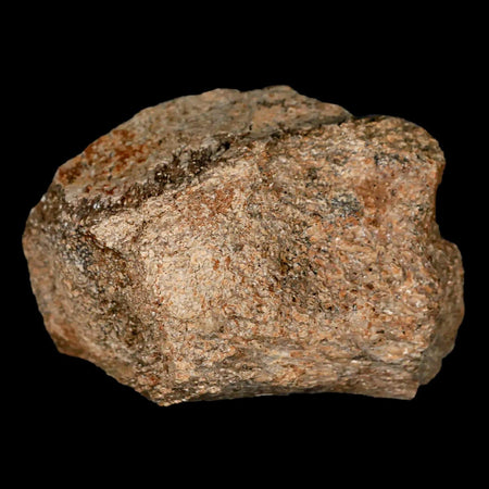 2.3" Lambeosaurus Fossil Bone Judith River FM Montana Cretaceous Dinosaur COA