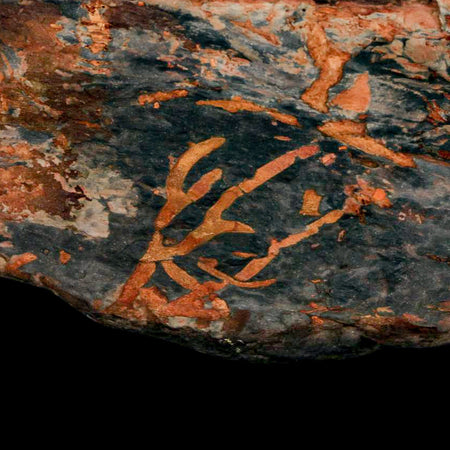 5.5" Cystoporida Fossil Bryozoan Moss Animal Upper Ordovician Age Macao Portugal