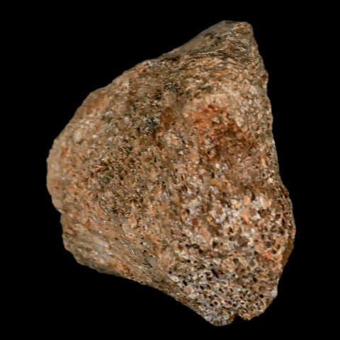 2.3" Lambeosaurus Fossil Bone Judith River FM Montana Cretaceous Dinosaur COA - Fossil Age Minerals