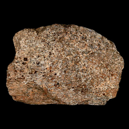 2.3" Lambeosaurus Fossil Bone Judith River FM Montana Cretaceous Dinosaur COA