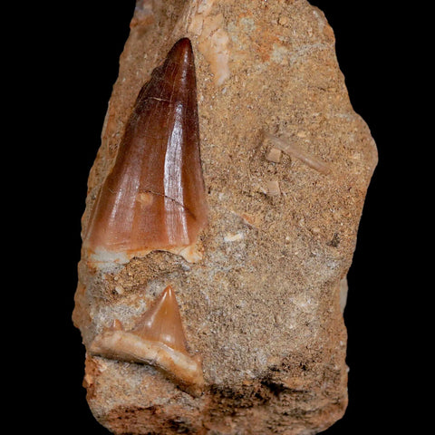 1.6" Mosasaur and Otodus Shark Fossil Tooth In Matrix Cretaceous Dinosaur Era COA - Fossil Age Minerals