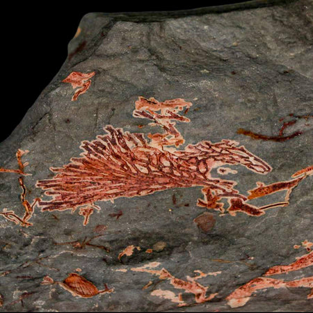 5.4" Fenestella Fossil Bryozoan Moss Animal Upper Ordovician Age Macao Portugal