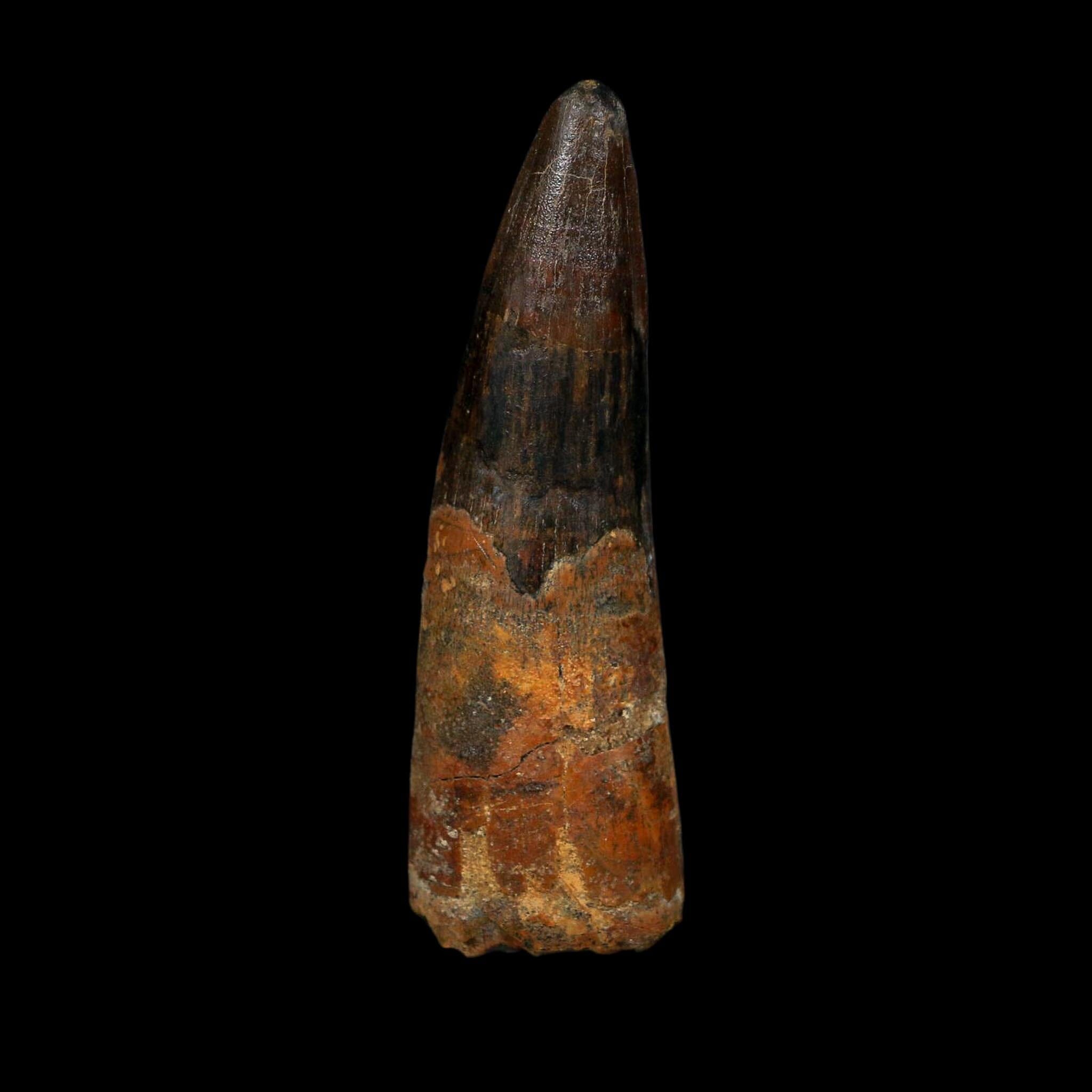 XL 3.4" Spinosaurus Fossil Tooth 100 Million Years Old Cretaceous Dinosaur COA - Fossil Age Minerals