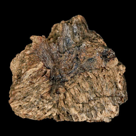 1.9" Lambeosaurus Fossil Bone Judith River FM Montana Cretaceous Dinosaur COA