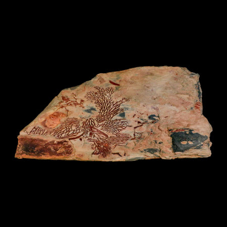 6.8" Fenestella Fossil Bryozoan Moss Animal Upper Ordovician Age Macao Portugal