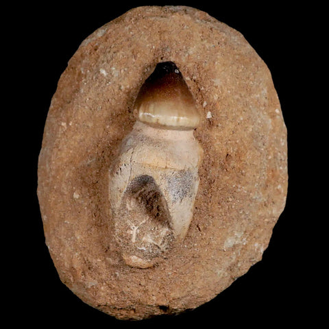 2.7" Globidens Mosasaur Fossil Tooth Root In Matrix Cretaceous Dinosaur Era COA - Fossil Age Minerals