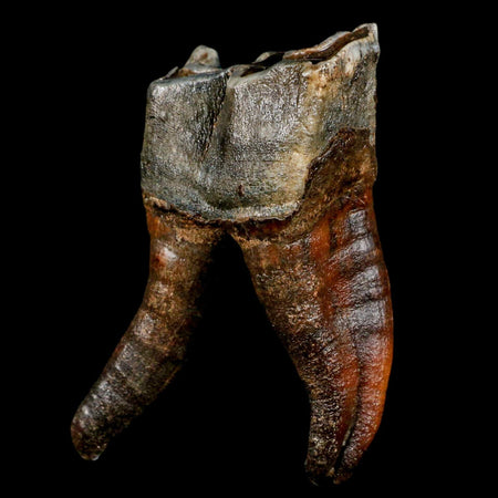 3.8" Woolly Rhinoceros Fossil Rooted Tooth Pleistocene Age Megafauna Russia COA