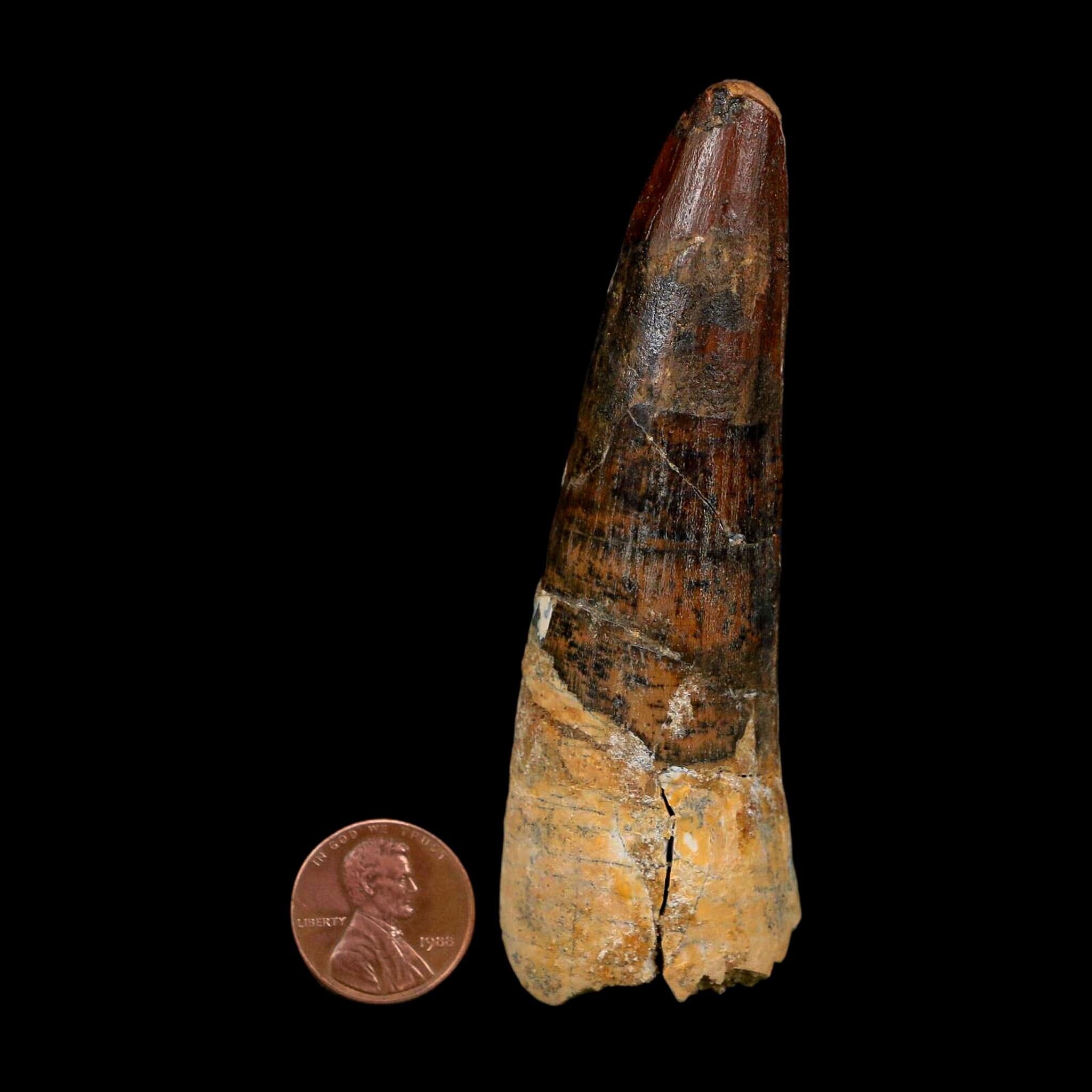 XL 3.7" Spinosaurus Fossil Tooth 100 Million Years Old Cretaceous Dinosaur COA - Fossil Age Minerals