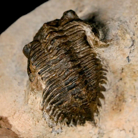1.3" Metacanthina Issoumourensis Trilobite Fossil Devonian Age 400 Mil Yrs Old COA