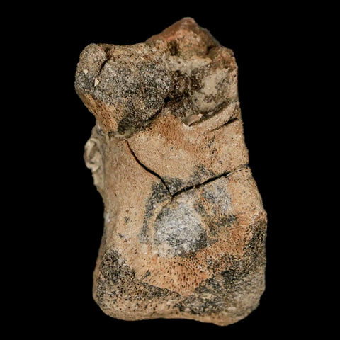 1.4" Lambeosaurus Fossil Limb Bone Judith River FM MT Cretaceous Dinosaur COA - Fossil Age Minerals