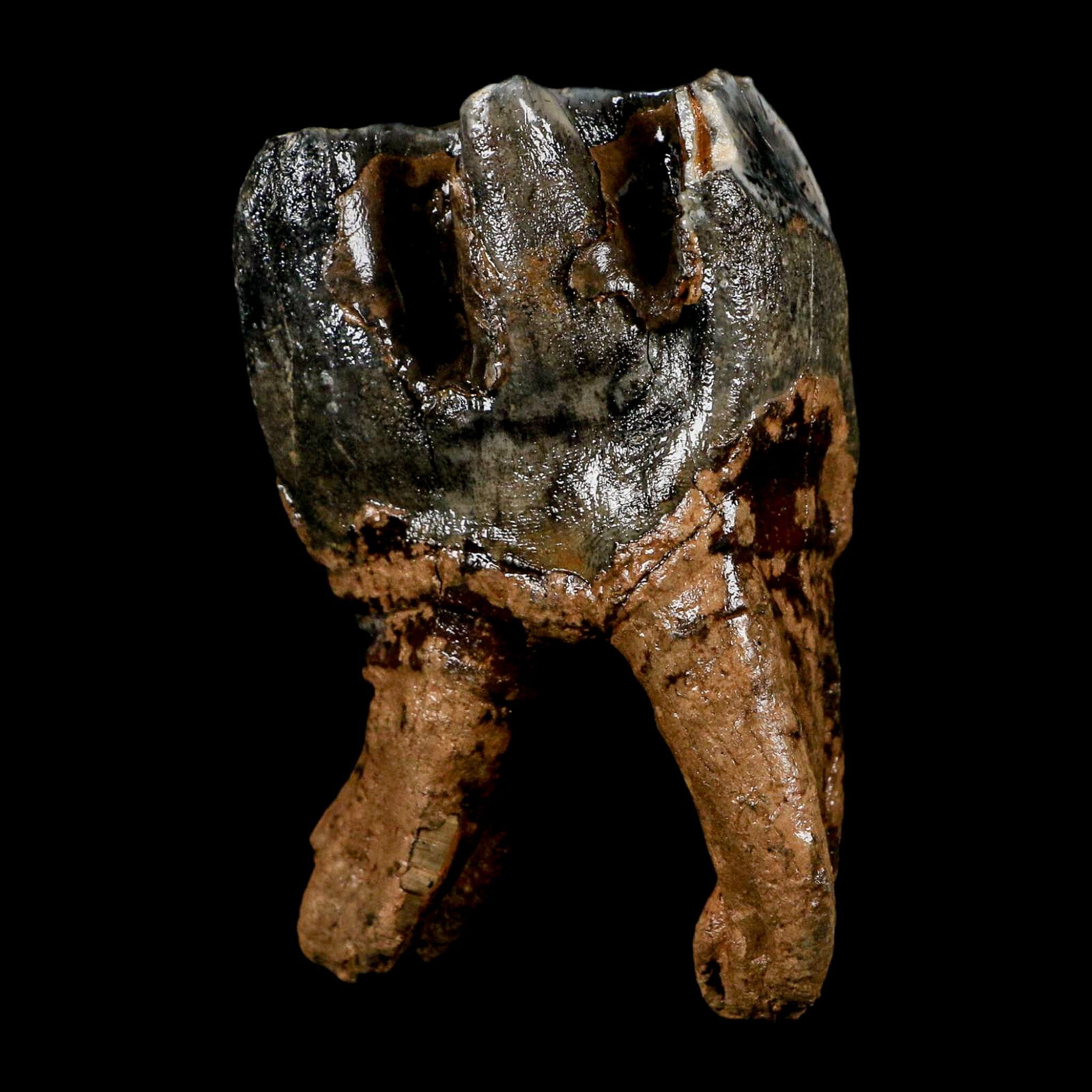 3.8" Woolly Rhinoceros Fossil Rooted Tooth Pleistocene Age Megafauna Russia COA - Fossil Age Minerals
