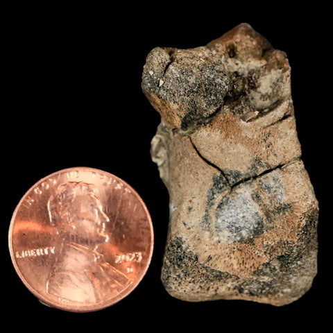 1.4" Lambeosaurus Fossil Limb Bone Judith River FM MT Cretaceous Dinosaur COA - Fossil Age Minerals