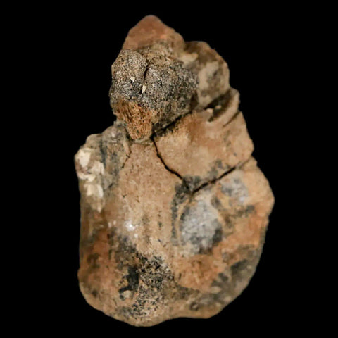 1.4" Lambeosaurus Fossil Limb Bone Judith River FM MT Cretaceous Dinosaur COA - Fossil Age Minerals