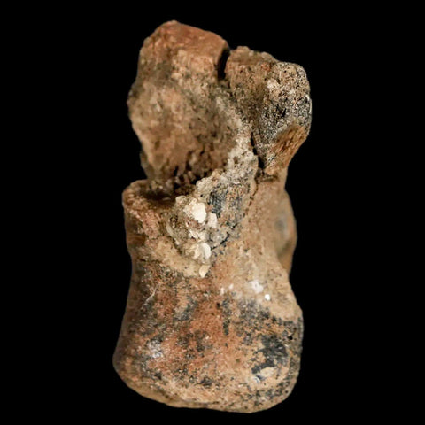 1.4" Lambeosaurus Fossil Limb Bone Judith River FM MT Cretaceous Dinosaur COA - Fossil Age Minerals