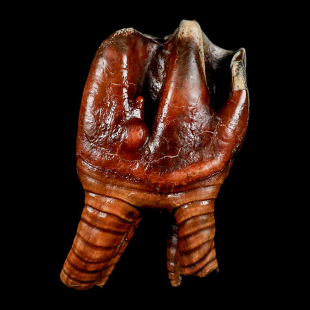 3.5" Woolly Rhinoceros Fossil Rooted Tooth Pleistocene Age Megafauna Russia COA