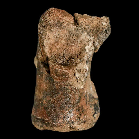 1.4" Lambeosaurus Fossil Limb Bone Judith River FM MT Cretaceous Dinosaur COA - Fossil Age Minerals