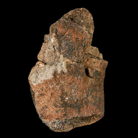 1.4" Lambeosaurus Fossil Limb Bone Judith River FM MT Cretaceous Dinosaur COA - Fossil Age Minerals