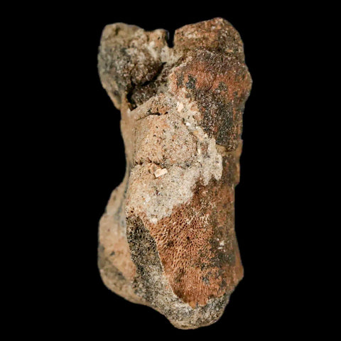 1.4" Lambeosaurus Fossil Limb Bone Judith River FM MT Cretaceous Dinosaur COA - Fossil Age Minerals