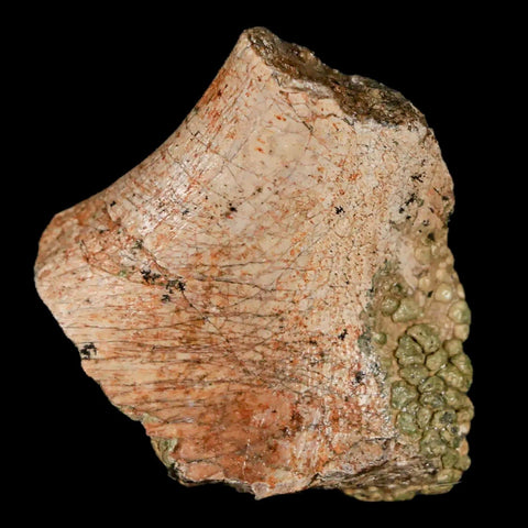 1.3" Lambeosaurus Fossil Rib Bone Judith River FM MT Cretaceous Dinosaur COA - Fossil Age Minerals