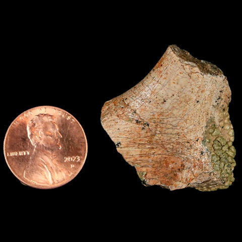 1.3" Lambeosaurus Fossil Rib Bone Judith River FM MT Cretaceous Dinosaur COA - Fossil Age Minerals