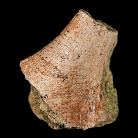 1.3" Lambeosaurus Fossil Rib Bone Judith River FM MT Cretaceous Dinosaur COA - Fossil Age Minerals