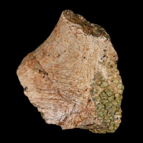 1.3" Lambeosaurus Fossil Rib Bone Judith River FM MT Cretaceous Dinosaur COA - Fossil Age Minerals