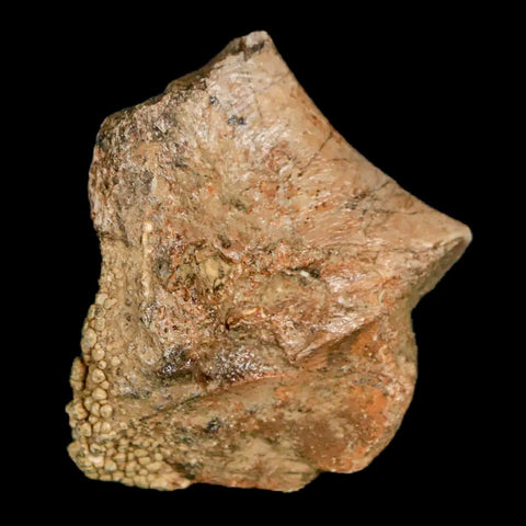 1.3" Lambeosaurus Fossil Rib Bone Judith River FM MT Cretaceous Dinosaur COA - Fossil Age Minerals