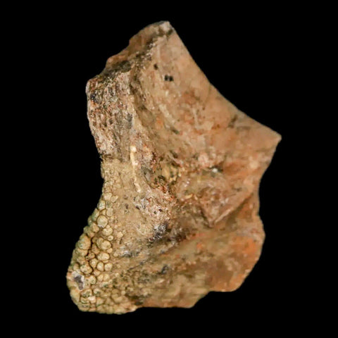 1.3" Lambeosaurus Fossil Rib Bone Judith River FM MT Cretaceous Dinosaur COA - Fossil Age Minerals