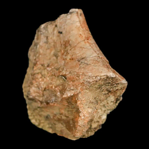 1.3" Lambeosaurus Fossil Rib Bone Judith River FM MT Cretaceous Dinosaur COA - Fossil Age Minerals