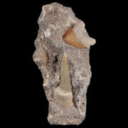 1.3" Saber Toothed Herring Fossil Tooth Enchodus Libycus, Shark Tooth Cretaceous Age