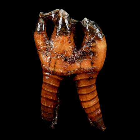 4.1" Woolly Rhinoceros Fossil Rooted Tooth Pleistocene Age Megafauna Russia COA