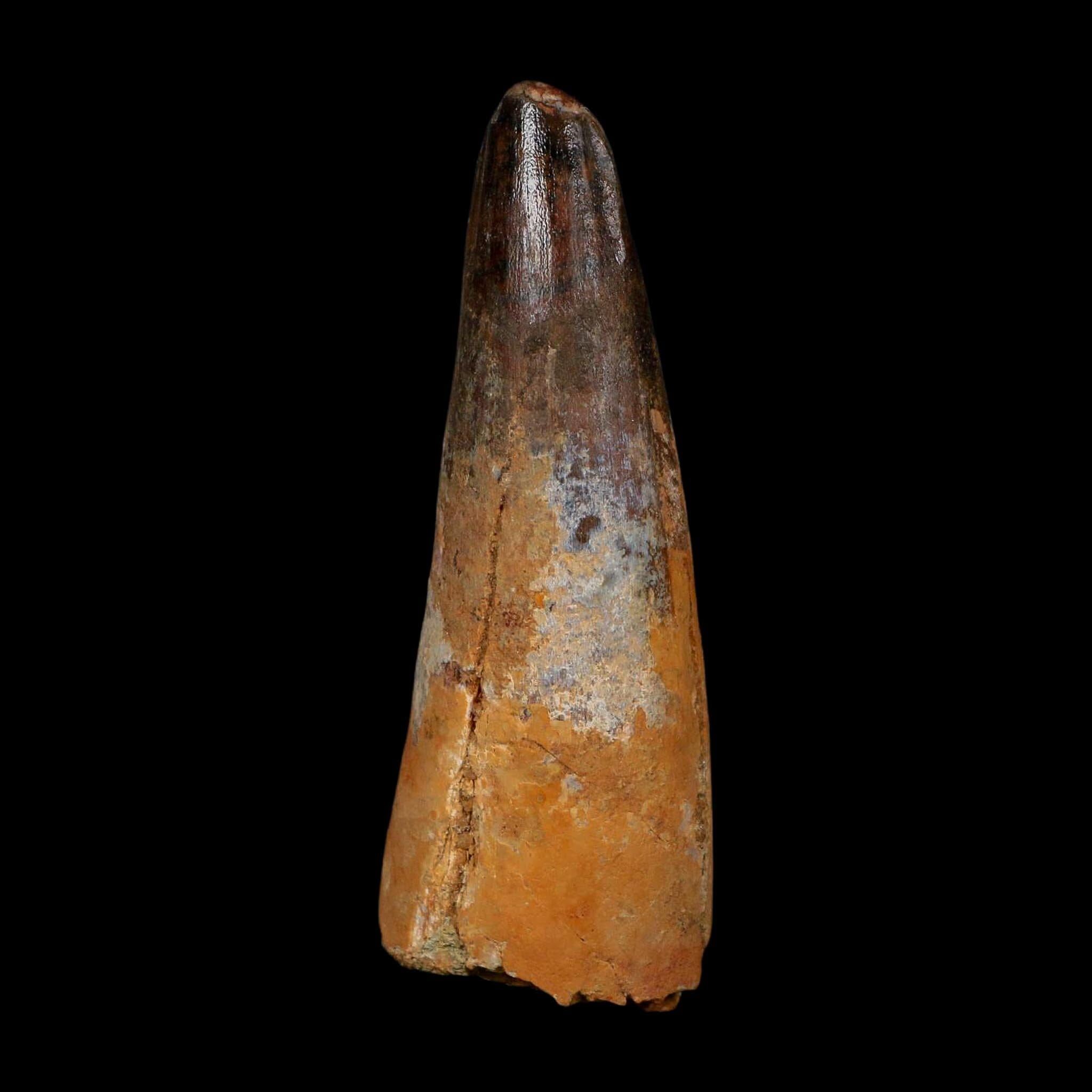 XL 3.5" Spinosaurus Fossil Tooth 100 Million Years Old Cretaceous Dinosaur COA - Fossil Age Minerals