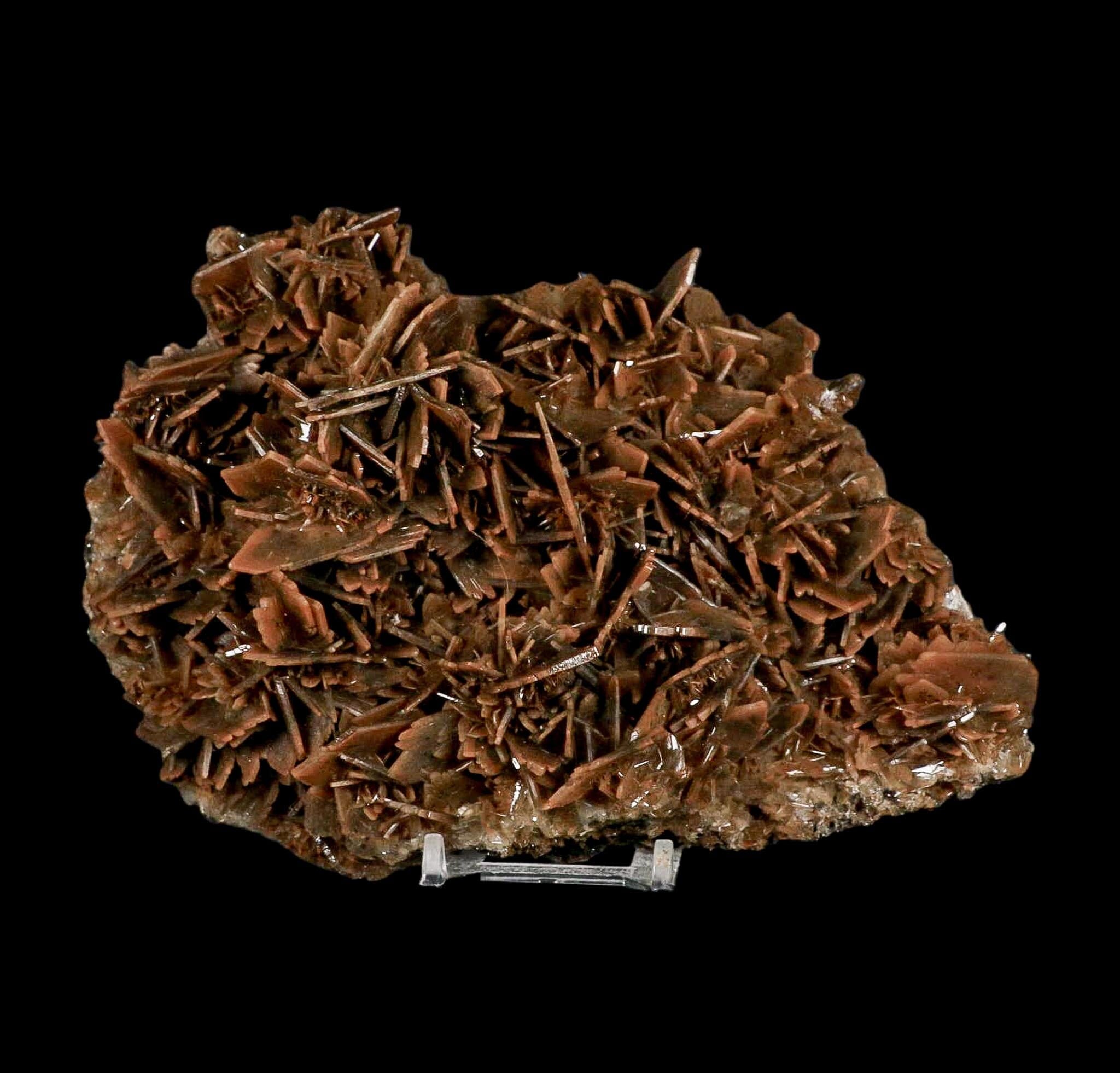 XL 7.3" Brown Barite Blades Crystal Mineral Specimen Nador Morocco Stand - Fossil Age Minerals