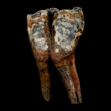 4.2" Woolly Rhinoceros Fossil Rooted Tooth Pleistocene Age Megafauna Russia COA