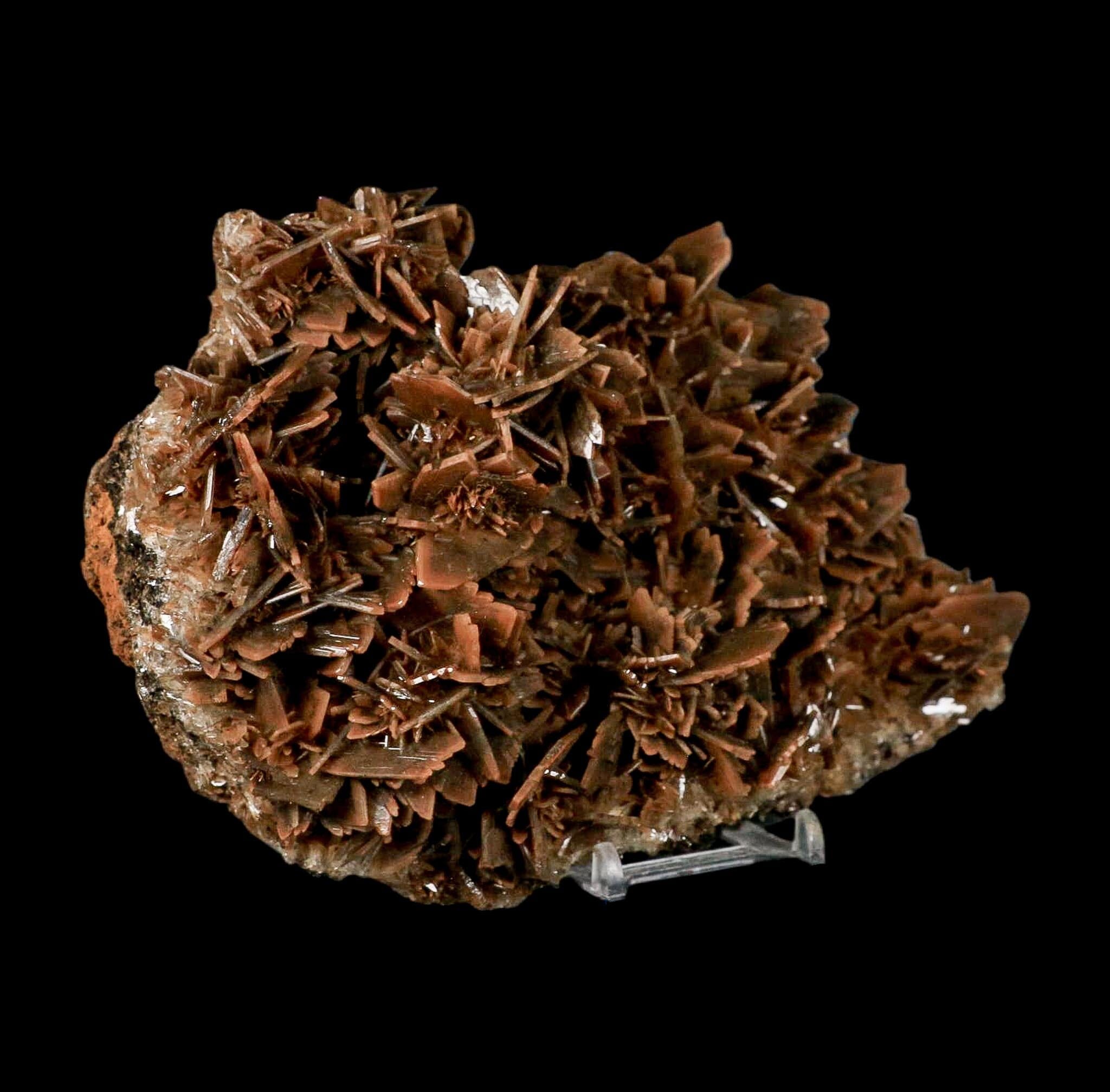XL 7.3" Brown Barite Blades Crystal Mineral Specimen Nador Morocco Stand - Fossil Age Minerals