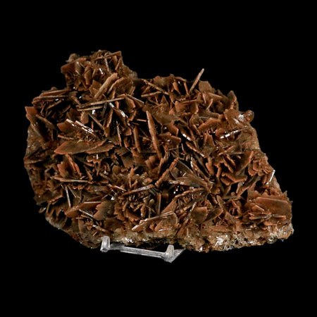 XL 7.3" Brown Barite Blades Crystal Mineral Specimen Nador Morocco Stand